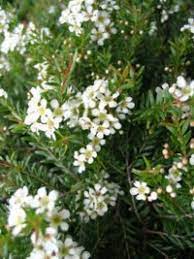 After looking through my garden pictures, i realized that i actually have more white flowering bushes than. Shrubs 1 Metre Or Less High Smaller Flowering Shrubs For Rockeries And Small Gardens Also Look In A Href Ground Covers 1 Metre Or Less High 1 M Groundcovers A Section Page 1