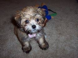 Shih Tzu Poodle Mix Black And Brown Pin By Allison Lynn On Adorable Things Shih Tzu Poodle Shih Tzu Cute Dogs And Puppies