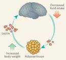 Leptin and Leptin Resistance: Everything You Need to Know