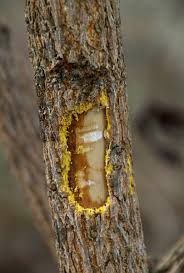 Image result for Brackenridgea