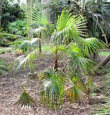 Image result for Coccothrinax