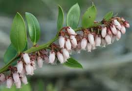Image result for Rawsonia lucida