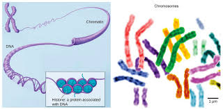 We tackle math, science, computer programming, history, art history, economics, and more. Nucleus And Ribosomes Article Khan Academy
