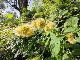 Image result for Cyathula