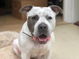 I was a nervous 'mom'. Whole Pet Veterinary Hospital Wilmington Home Facebook