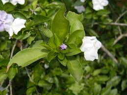 Image result for Brunfelsia australis