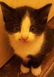 No matter how reputable you think your local pet store is, they are almost surely getting their cats from a backyard cat breeder. Free To Good Home 9 Week Old Female Kitten For Sale Kitten For Sale Kittens Cats Kittens