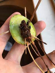 This Is An Avocado Tree Fetus This Seed Broke In Half But Still Germinated Whilst Suspended Above A Cup Of Water With Toothpic Avocado Tree Avocado Seed Seeds