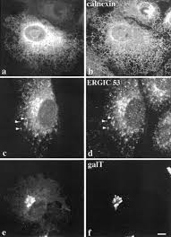 Get directions to the closest coles store and find out when it is open. Visualization Of Er To Golgi Transport In Living Cells Reveals A Sequential Mode Of Action For Copii And Copi Cell