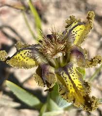 Image result for Ferraria glutinosa