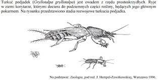 Szybka, łatwa i lokalna sprzedaż rzeczy z drugiej ręki. Matura 2017 Biologia Odpowiedzi Cke Arkusz Gloswielkopolski Pl