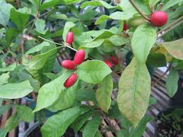 Image result for Synsepalum muelleri