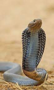 Black Necked Spitting Cobra Sakania Drc By Nigel Voaden Flickr Reptiles And Amphibians Reptiles Beautiful Snakes