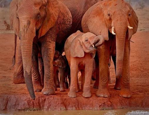 Tsavo Red Elephants