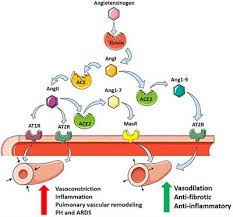 Acute respiratory distress syndrome (ards) is a severe lung condition. Frontiers Mechanisms Of Pulmonary Hypertension In Acute Respiratory Distress Syndrome Ards Molecular Biosciences
