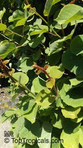 Image result for Actinidia