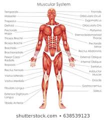 Muscular System Chart Stock Vectors Images Vector Art
