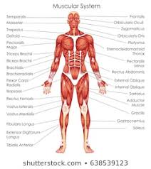 Human Muscle Images Stock Photos Vectors Shutterstock