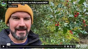 Holly: a Christmas tradition - MSU Extension