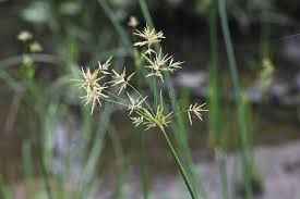 Image result for Pycreus pumilus