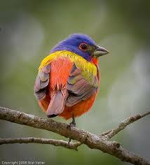 Painted buntings eat seeds for most of the year, switching to mostly insects in the breeding both members of a pair search through dense foliage for nest sites. Painted Bunting Beautiful Birds Animals Beautiful Painted Bunting
