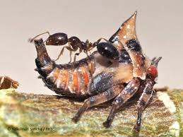 Image result for Oxyrhachis