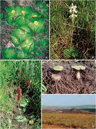 Image result for Glossostelma