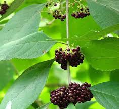 Image result for Uvaria acuminata