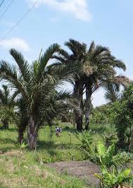 Image result for Ceropegia namuliensis