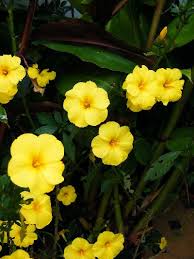 Image result for Reinwardtia indica