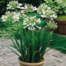 Dozens of cultivated and naturally occurring hybrids are derived from these species. Agapanthus Snowy White J Parker Dutch Bulbs
