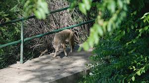 Choose from 364 different sets of flashcards about fence sitting on on quizlet. Study Finds Coyotes Carrying Parasite Ctv News