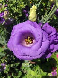 Image result for eustoma maurine