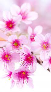 Hd Wallpapers For 5 5 Inch Screen Mobile Free Download Hd Nature Wallpapers Flower Wallpaper Hd Flower Wallpaper