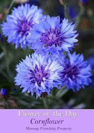 Flower Of The Day Fact Inspiration Mygardengrows Win Beautiful Flowers Flower Pictures Blue Flowers
