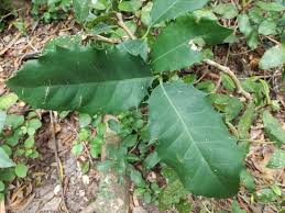 Image result for Elaeodendron