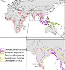 The 2018 outbreak of nipah virus in kerala, india, highlights the need for global surveillance of henipaviruses in bats, which are the reservoir hosts for this and other viruses. Prioritizing Surveillance Of Nipah Virus In India Plos Neglected Tropical Diseases X Mol