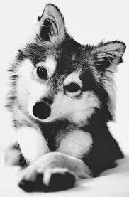 Check spelling or type a new query. Free Dog Wallpaper Hd For Mobile Phone For Android Apk Download