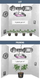 We did not find results for: How Many Cannabis Plants Can You Grow Per Square Metre Calculators Inside Rqs Blog
