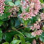 Image result for Rogiera amoena