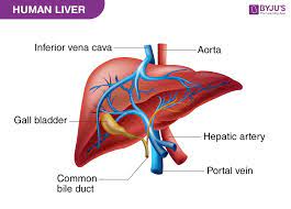 The liver labeled diagram stock vector illustration of. Liver Diagram With Detailed Illustrations And Clear Labels