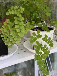Image result for Adiantum soboliferum