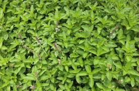 Image result for Ocimum urundense