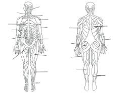 Human Muscle Diagram Blank