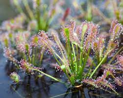 Drosera Intermedia Spoonleaf Sundew Marion County Georgia Carnivorous Plants Carnivorous Plants Terrarium Sundew Plant