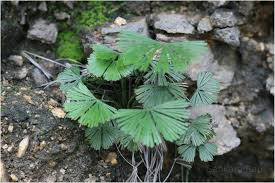 Image result for Actiniopteris radiata