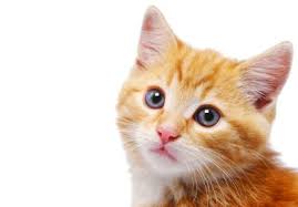 Head tilting is one of the most shocking symptoms to witness in your cat, especially if she's also falling or tipping over. Congenital Head Tilt In Kittens