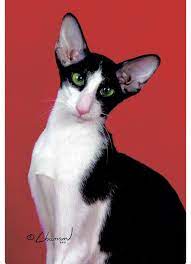 Oriental Shorthair Cat With Striking Black And White Tuxedo Markings Oriental Shorthair Cats Oriental Cat Oriental Shorthair