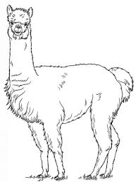 Alpaca Coloring Page Alpaca Drawing Drawing Tutorial Llama Drawing