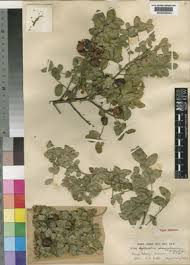 Image result for Haplocoelum inoploeum